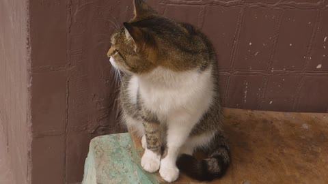 Mama Cat Takes Back Crying Kitten From Toddler