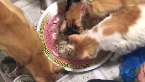 Mass cat feeding 17 cats eating