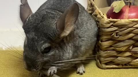 Rabbit & Hamster Chew Toys