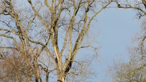 Ohio bald eagles taking rabbit to nest 4-28-2022