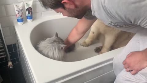 Giant Sulking Dog Hates Bath Time But Baby Helps Him (Cutest Duo EVER!!)-3