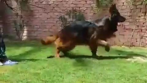 German Shepherd Long hair ready to attack