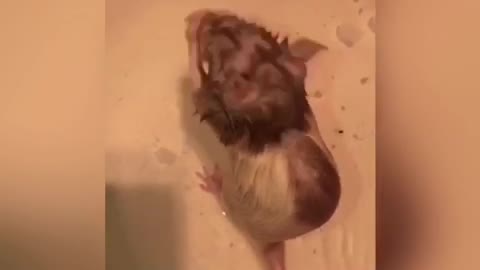 Pet Rat Cleans Itself in the Bath 🐀 SO CUTE!