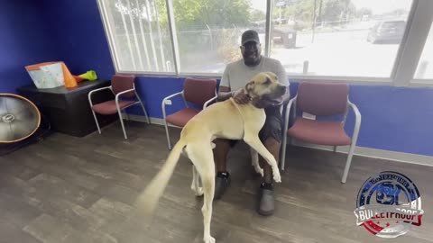 Cash's Owners Reunion | Great Dane | #bulletproofdogtraining