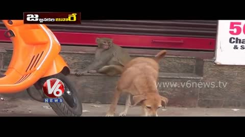 Funny Monkey And Dog Talk About Aadhaar Card || Jajjanakare Janaare || V6 News