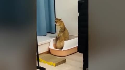 Funny Cat Video🤣😹