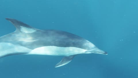 Dolphins Swimming