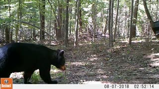 Nice looking bear caught on my trail cam