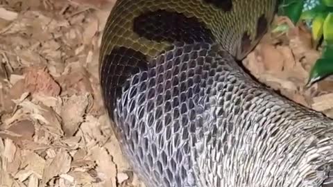 Snake close-up 🐍 change skin