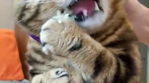 Hungry Kitten Smashes The Food