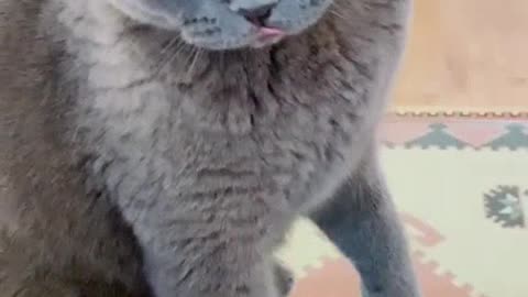 Cat's Funny reaction; "DON'T TOUCH ME!"