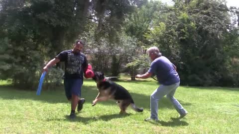 Step by step method of training your dog to be the best guard dog for you!