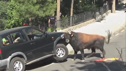 ox vs car