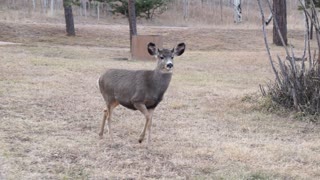 Doe Approached me on a Dog Walk