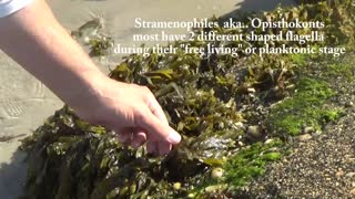 Seaweed Biology