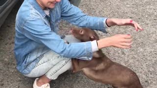 Joyful Reunion with Canine Companion