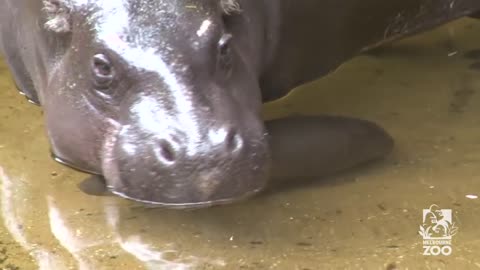 Pygmy Hippo baby makes a splash
