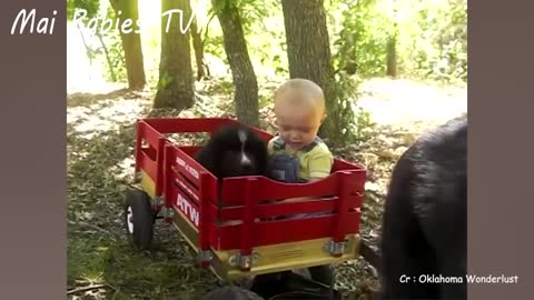 affectionate dogs,with baby