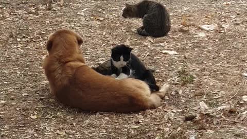Stray Cats Give Doggy Loving Massage