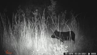 Trail-Cam Picture Compilation