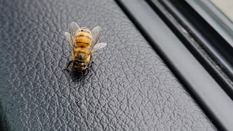 Wiggling butt honey bee