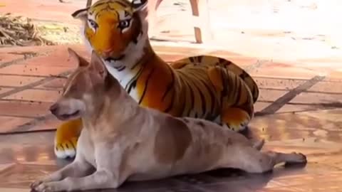 Prank video of a dog who was shocked when he saw a tiger doll part 1