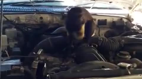 monkey mechanic