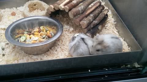 Hamsters at Hamilton Pet Shop, Scotland.