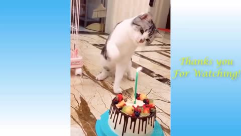 Funny and Cute Cat's Life #funny cats videos