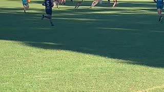 Kangaroos Crossing the Football Field
