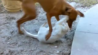 Dogs and cats must fight each other