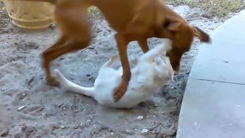 Dogs and cats must fight each other