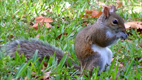 Squirrel in Grass