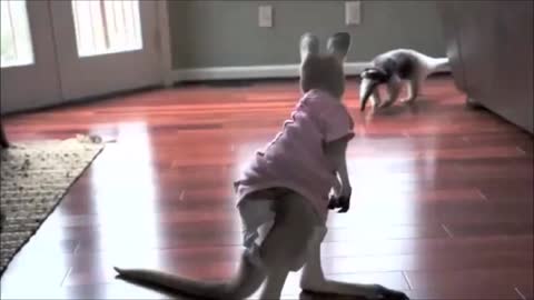 Baby Kangaroos &amp; Joeys - CUTEST Compilation