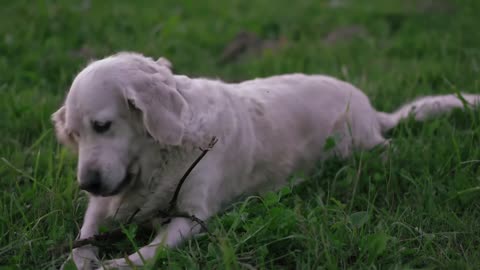 Dog Playing