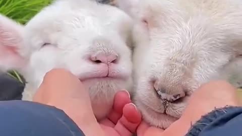 cute lamb