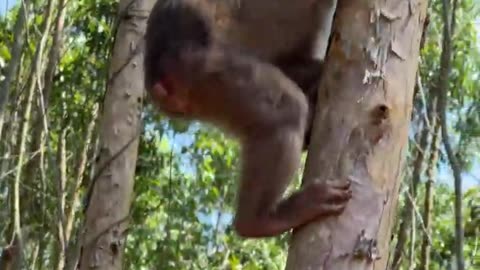 #babymonkeys #Animal #Animalht #monkeys #animallovers❤️ #cocakamonkey animals #viral #monkey #cute