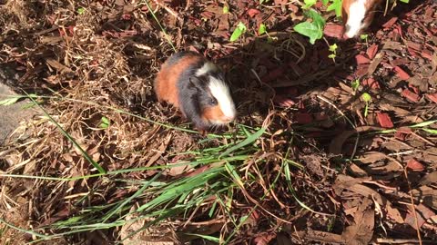 Happy guinea pig noises while eating grass