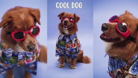 Dog wearing sunglasses with a beach shirt.