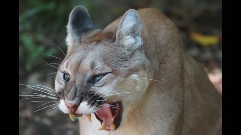 Cougar Defense Tactics