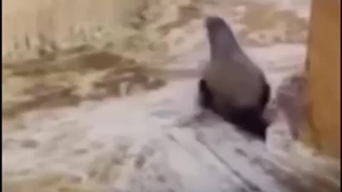 Skating time with penguins ops by seal