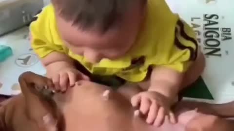 Funny baby trying to breastfeed dog