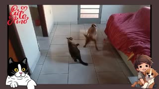 A Alegria Infinita em Casa com Nossos Pets Transmitindo Amor e Diversão!