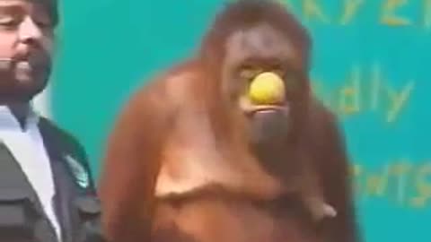 Funny Orangutan slaps a man during live show.