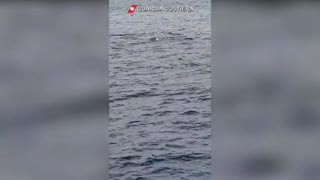 Ballena de 20 metros que vaga sin cola por la costa italiana