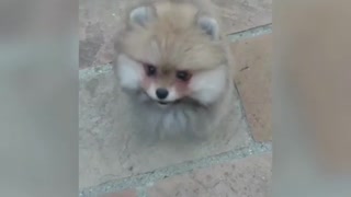 Cute Pomeranian adorably jumps for the camera
