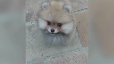 Cute Pomeranian adorably jumps for the camera