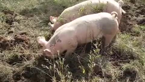 Pigs Rooting