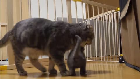 Mother cat bits it’s kitten with deep affection