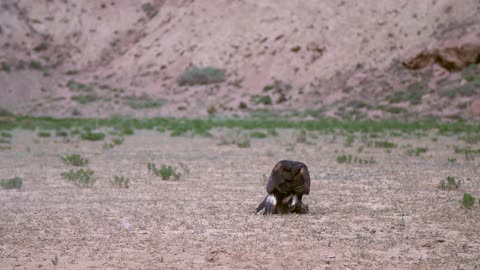 Eagle hunts rabbit